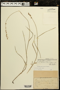 Scleria distans image