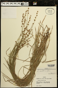 Scleria distans image