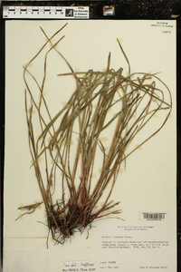 Scleria oligantha image