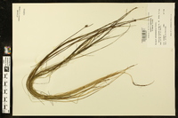 Schoenoplectus subterminalis image