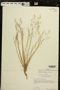 Agrostis elliottiana image