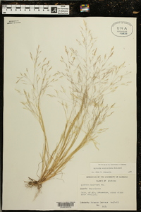 Agrostis elliottiana image