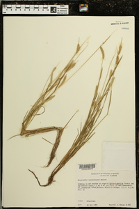 Alopecurus carolinianus image