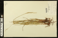 Scleria triglomerata image