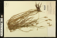 Scleria reticularis image