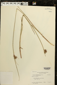 Scleria triglomerata image