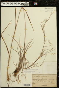 Schizachyrium scoparium var. scoparium image