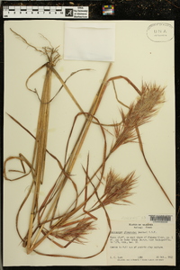 Andropogon glomeratus image