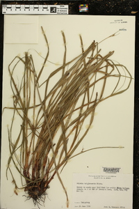 Scleria triglomerata image