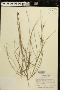 Scleria triglomerata image