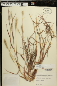 Bothriochloa saccharoides image