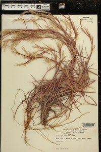 Andropogon maritimus image