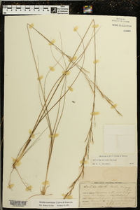 Aristida beyrichiana image