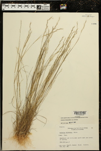 Aristida dichotoma image