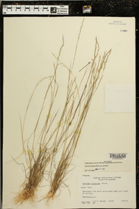 Aristida dichotoma image