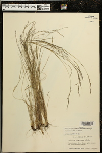 Aristida dichotoma var. dichotoma image