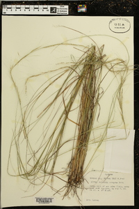 Aristida virgata image