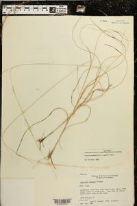 Aristida purpurascens var. virgata image