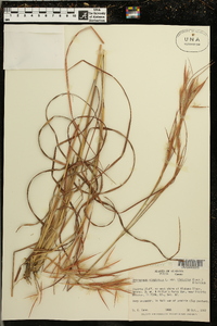 Andropogon virginicus var. hirsutior image