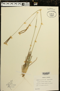 Chloris floridana image