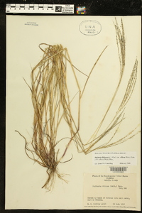 Digitaria filiformis image