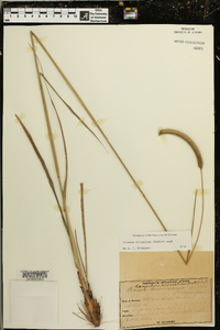 Ctenium aromaticum image