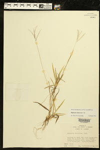 Digitaria violascens image