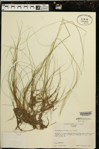 Deschampsia flexuosa image