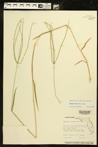 Digitaria ciliaris image