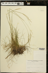 Deschampsia flexuosa image