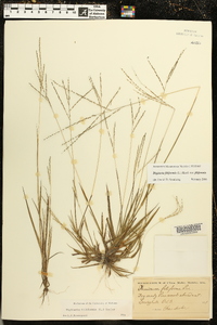 Digitaria filiformis image