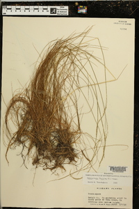 Deschampsia flexuosa image