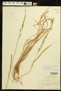 Echinochloa colona image