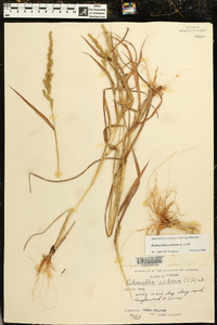 Echinochloa colona image