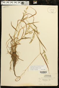 Echinochloa colona image