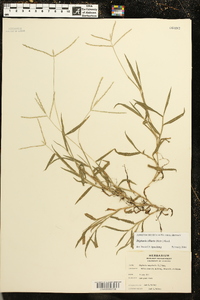 Digitaria ciliaris image