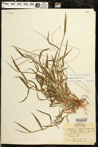 Digitaria ciliaris image