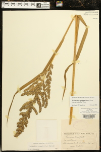 Echinochloa muricata var. microstachya image