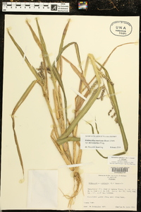 Echinochloa muricata var. microstachya image