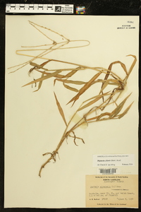 Digitaria ciliaris image