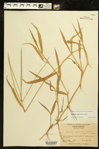 Digitaria ciliaris image