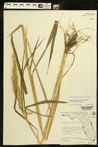 Echinochloa walteri image