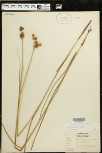 Juncus scirpoides image