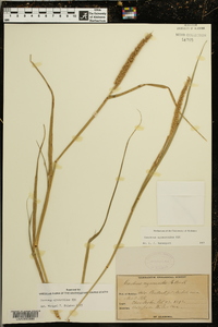 Cenchrus myosuroides image