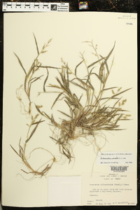 Echinochloa colona image