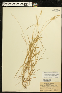 Urochloa ciliatissima image