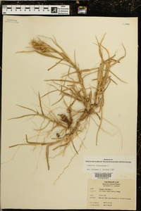 Cenchrus tribuloides image