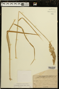 Calamagrostis cinnoides image