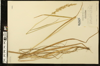 Calamagrostis cinnoides image