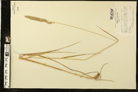 Calamagrostis cinnoides image